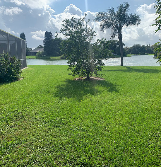 Tree Services