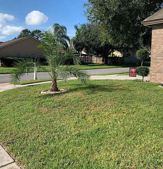 Tree Services