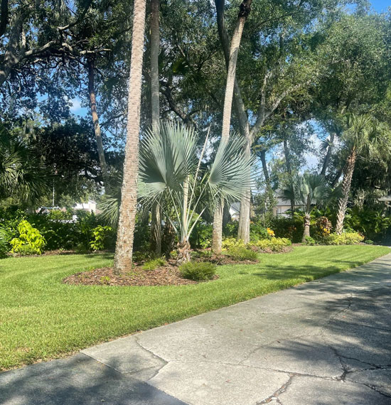 Tree Services