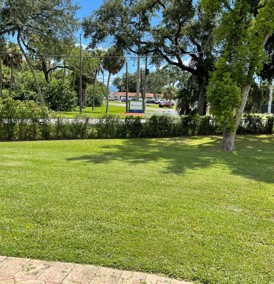 Tree Services